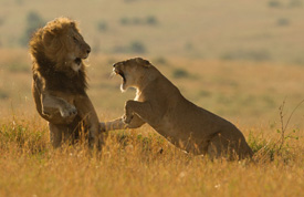 lion